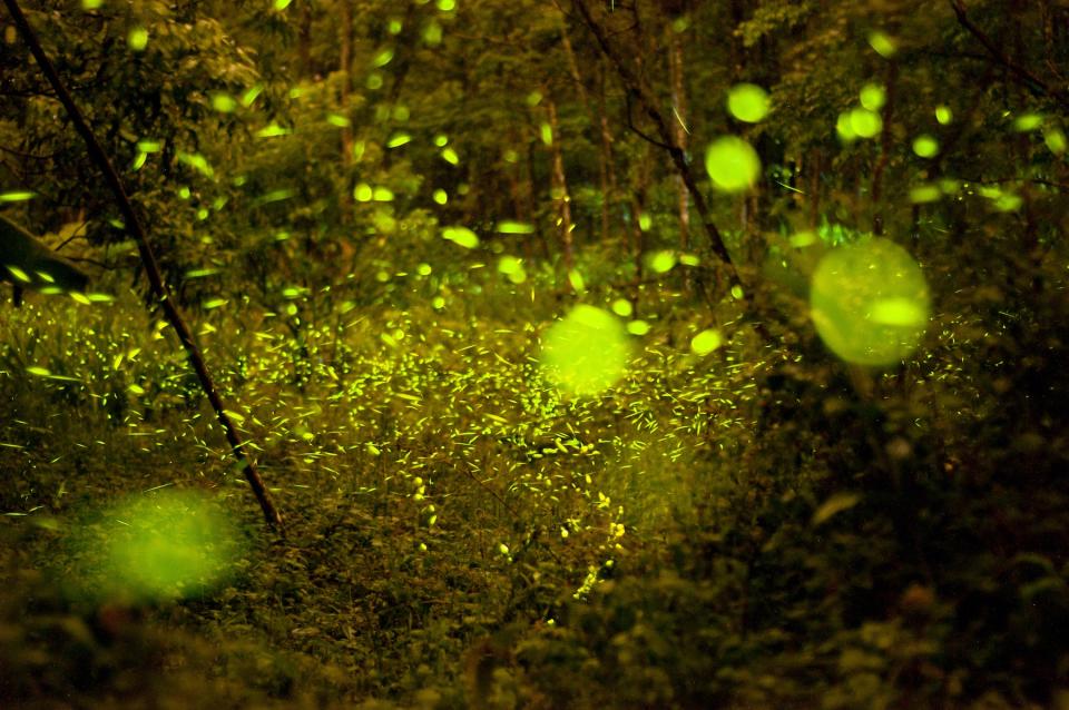 發光的螢火蟲有黃色、綠色、黃綠色及橙色等（圖片來源：Getty Creative）