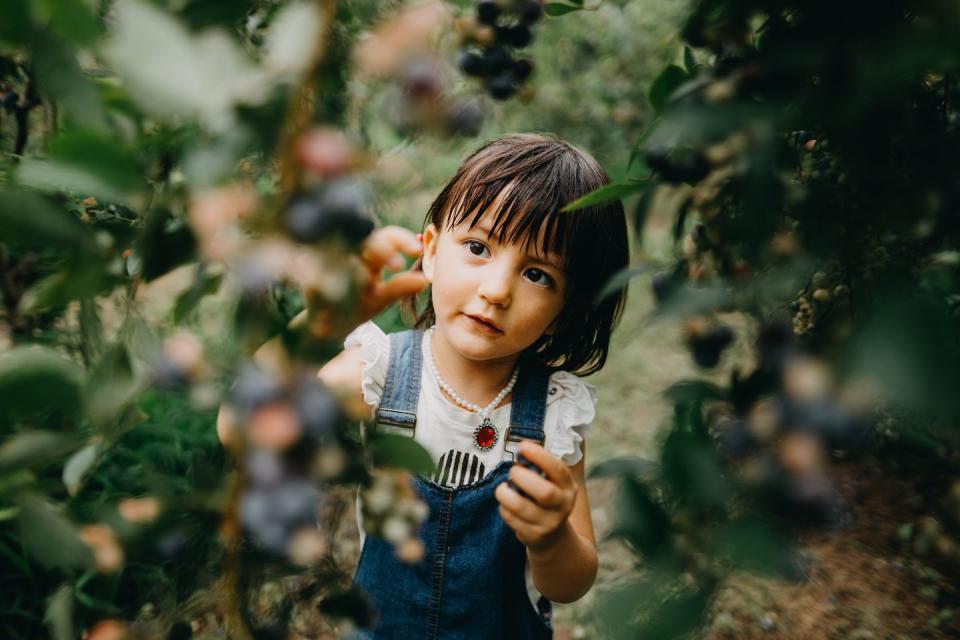 adorable little girl picking blueberries fun activities for kids