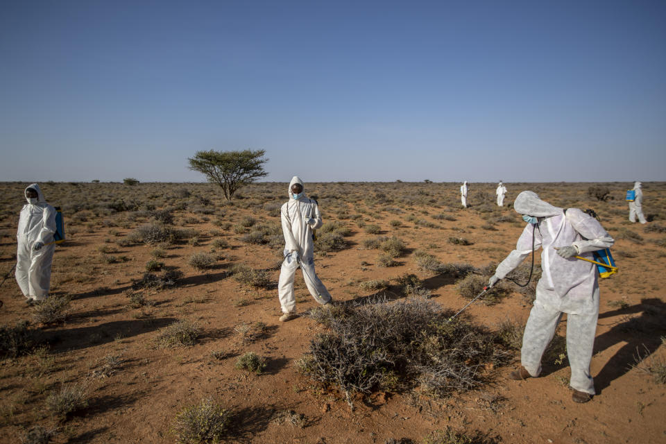 In this photo taken Tuesday, Feb. 4, 2020, pest-control sprayers demonstrate their work on the thorny bushes in the desert that is the breeding ground of desert locusts for a visiting delegation of Somali ministry officials and experts from the Food and Agriculture Organization (FAO), in the desert near Garowe, in the semi-autonomous Puntland region of Somalia. The desert locusts in this arid patch of northern Somalia look less ominous than the billion-member swarms infesting East Africa, but the hopping young locusts are the next wave in the outbreak that threatens more than 10 million people across the region with a severe hunger crisis. (AP Photo/Ben Curtis)