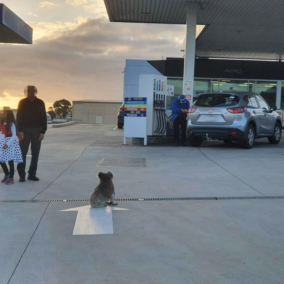 The koala sits on the ground at the petrol station in front of three people.