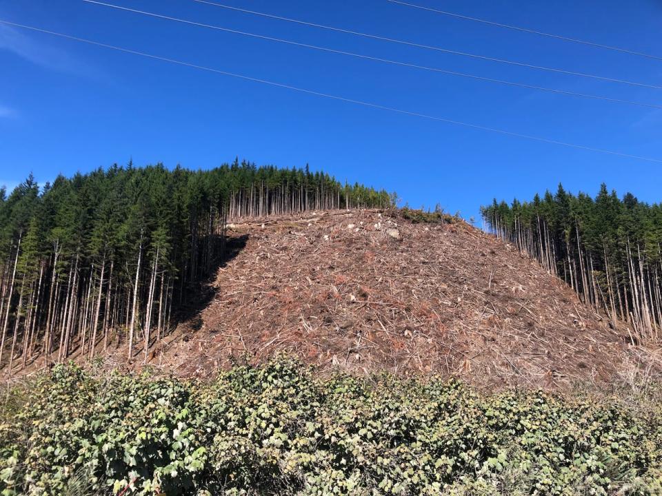 Northen Vancouver Island logging activity photographed near Holberg, B.C. in August 2023.