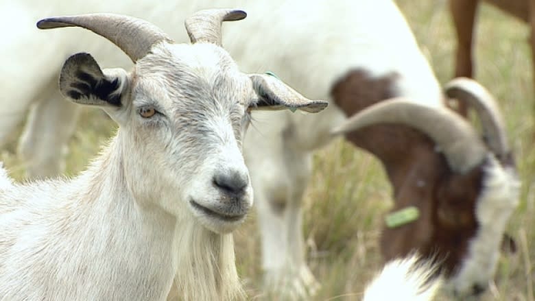 Want to be Edmonton's goat boss? Now is your chance