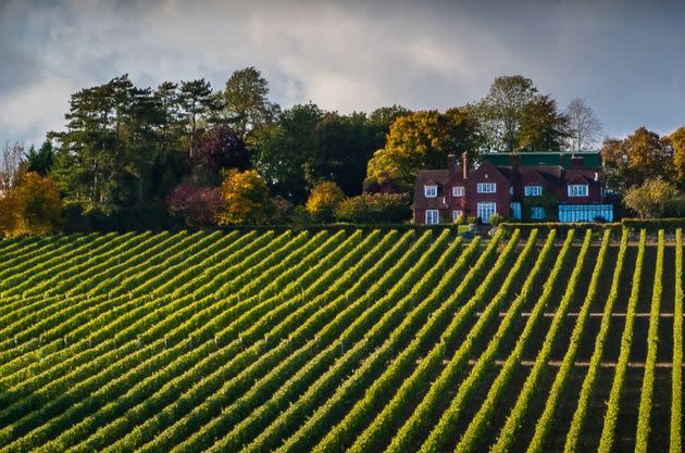 (Photo: Hambledon Vineyard)