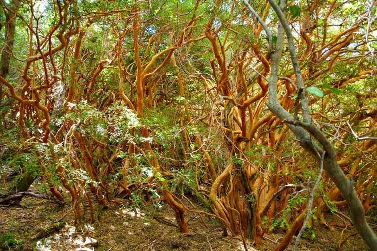 Bosque de luma apiculata, un árbol de color canela en el ecosistema valdiviano del parque Los Alerces