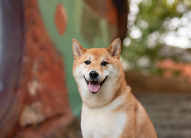 DOGE Adoption on the Rise. Dallas Mavericks to Accept Dogecoin for Tickets,  Merchandise - CoinDesk