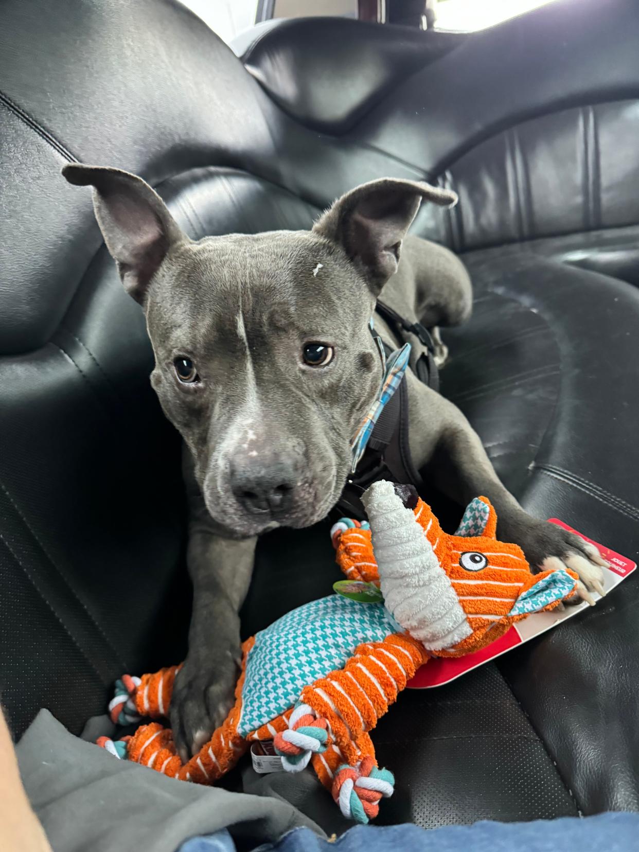 'Chester' the dog playing with toys