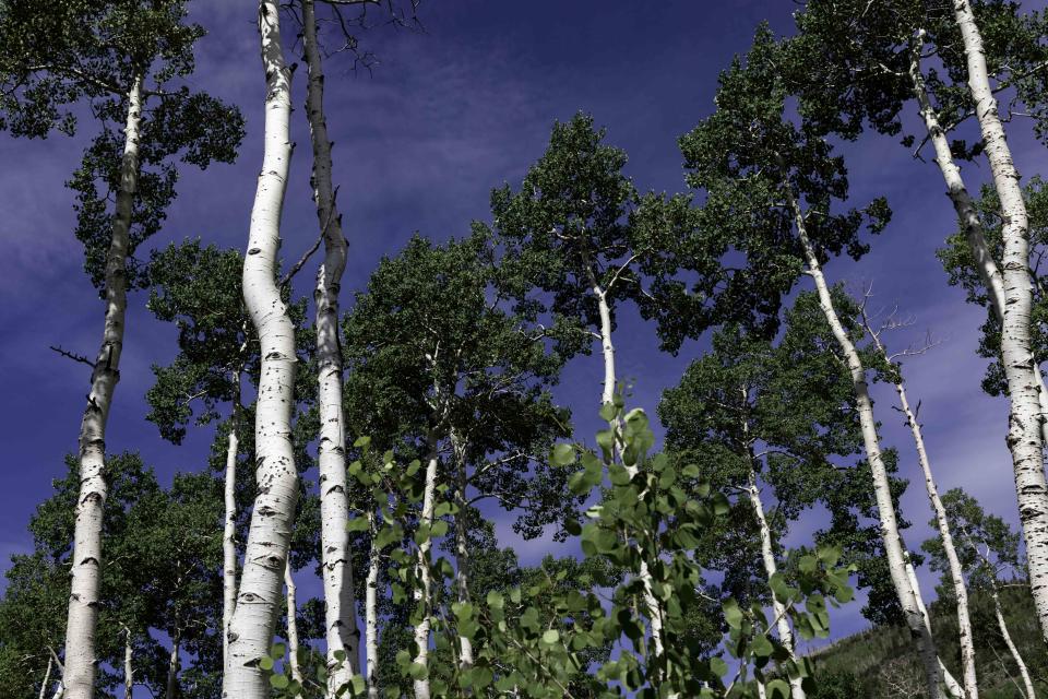 Reuben Jolley / Getty Images Aspen trees in the Pando clone near Fishlake, Utah