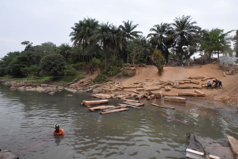 Piles of rosewood are seen next to a river outside the town of Kamakwie