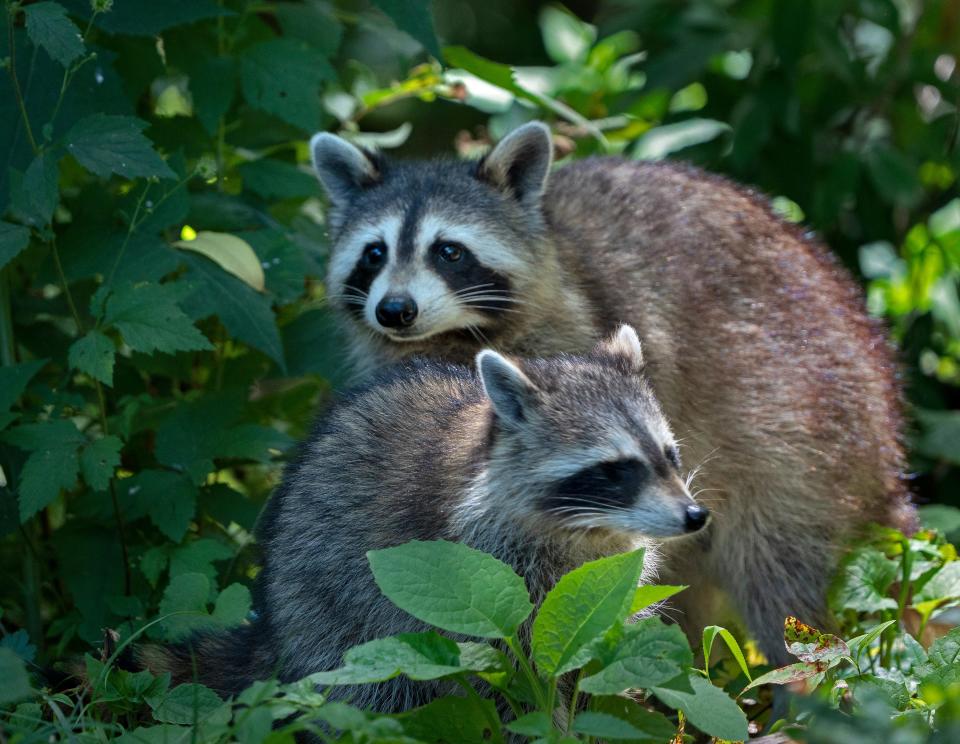 A family of raccoons come out of the woods as Share LT students gather for a Camptown day Thursday, June 30, 2022 at Fort Harrison State Park. One thing the students learn is to avoid the wild animals in the park.