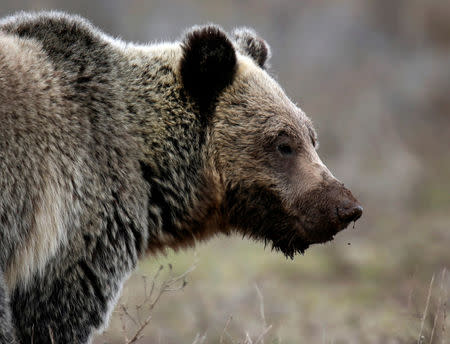 FILE PHOTO: A grizzly bear roams through the Hayden Valley in Yellowstone National Park in Wyoming, U.S. on May 18, 2014. REUTERS/Jim Urquhart/File Photo