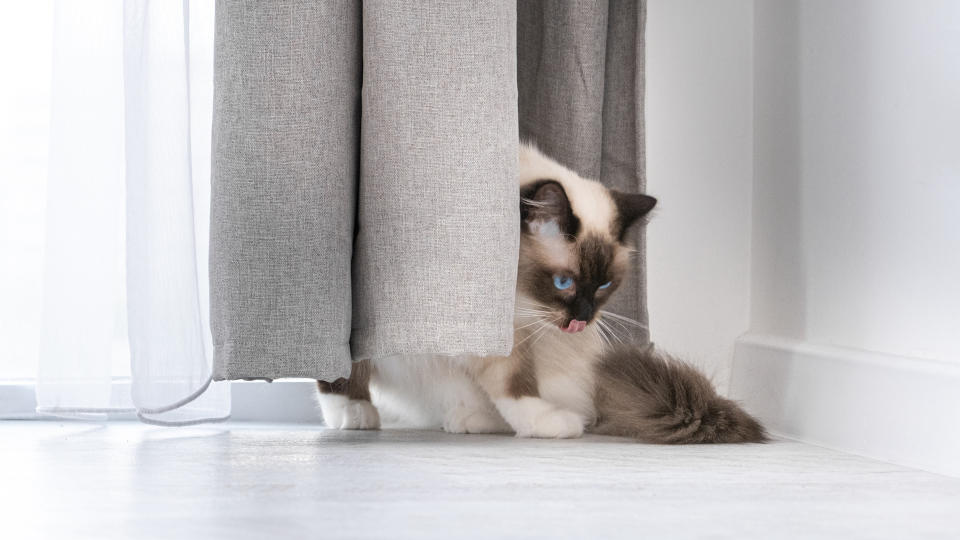 Ragdoll cat hiding behind curtain