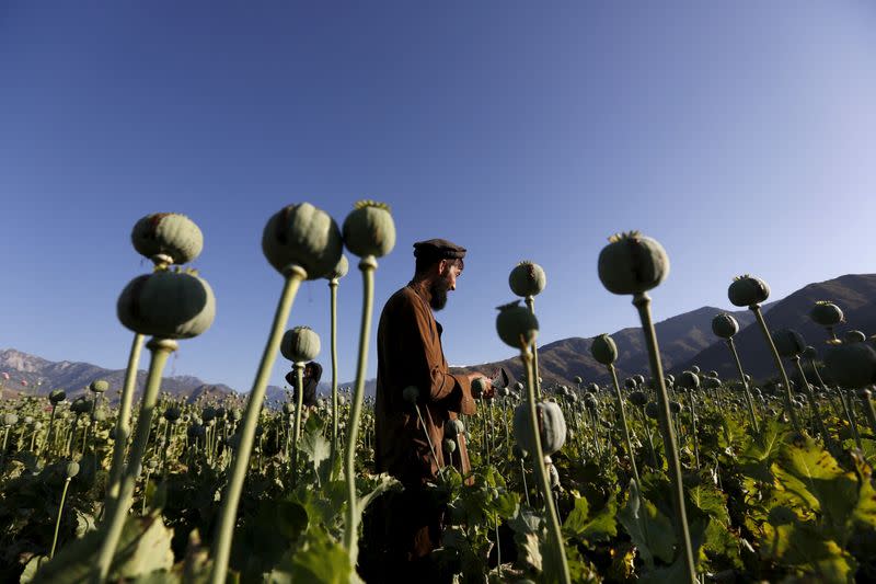 FILE PHOTO: An Afghan man works on a poppy field in Nangarhar province, Afghanistan
