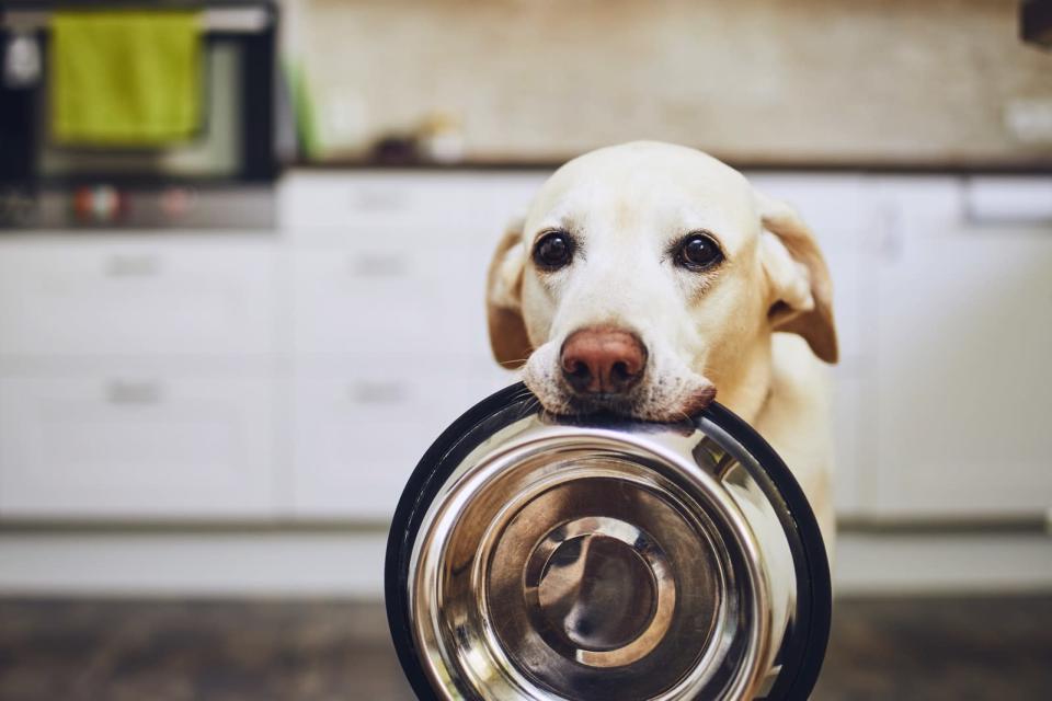 A dog holding a bowl, waiting for food