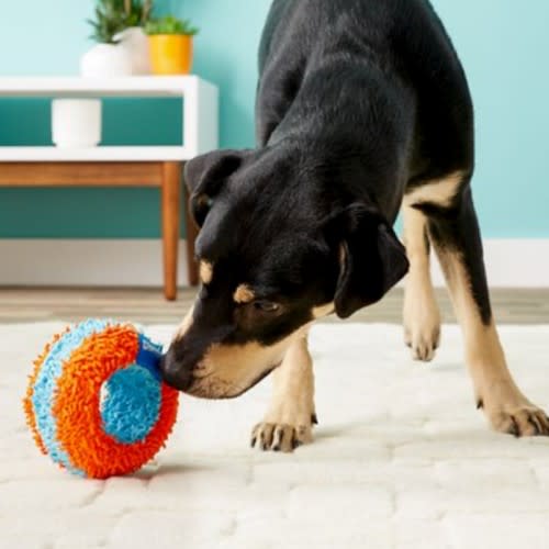 The best toys for older dogs