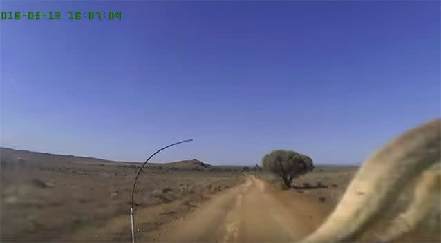 The roo made it, but the antenna did not. Source: YouTube/Dash Cam Owners Australia