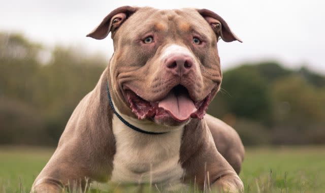 Hundreds of 'dangerous' dogs killed after being seized by police