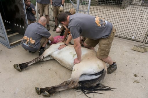 Before being loaded into a plane bound for the Mongolian steppe, the Przewalski's horses are put to sleep and looked after by vets, and are monitored and calmed during the flight