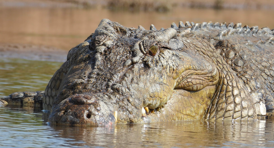 Close up of a large male saltwater crocodile semi-submerged in the water. 