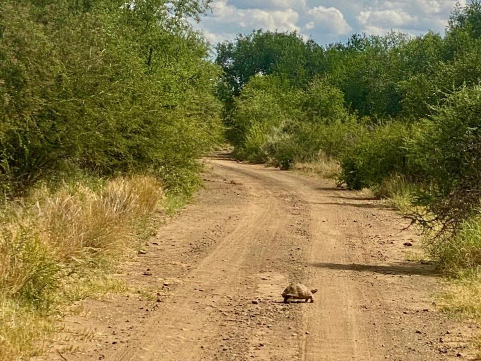 A tortoise crossing a dusty road in Pilanesberg National Park