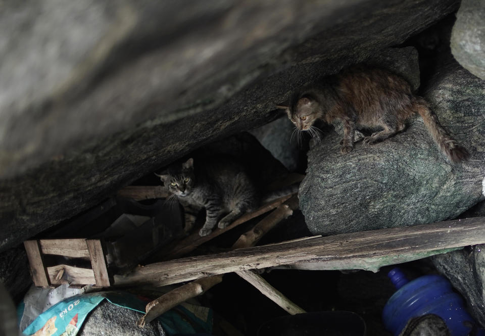 Cats stand in a covered area of rocks on Furtada Island, popularly known as “Island of the Cats,” in Mangaratiba, Brazil, Tuesday, Oct. 13, 2020. Volunteers are working to ensure the stray and feral cats living off the coast of Brazil have enough food after fishermen saw the animals eating others' corpses, an unexpected consequence of the coronavirus pandemic after restrictions forced people to quarantine, sunk tourism, shut restaurants that dish up seafood and sharply cut down boat traffic around the island. (AP Photo/Silvia Izquierdo)