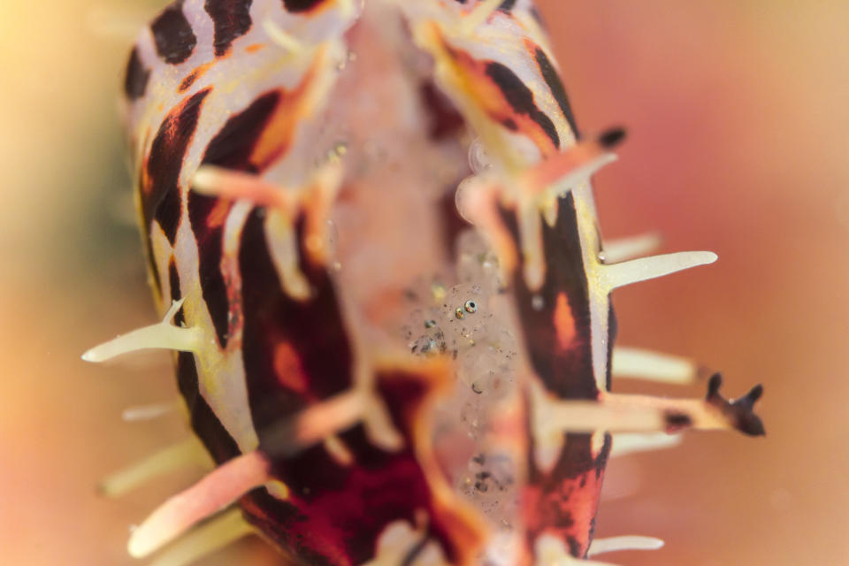 Ornate ghost pipefish incubating egg