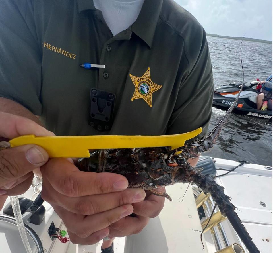 Monroe County Sheriff’s Office Upper Keys Detectives Jose Hernandez on July 27, 2022, during the state’s annual lobster miniseason, found a person lobstering in the restricted area of John Pennekamp Coral Reef State Park who also possessed an undersized lobster. The person was cited for the violations.