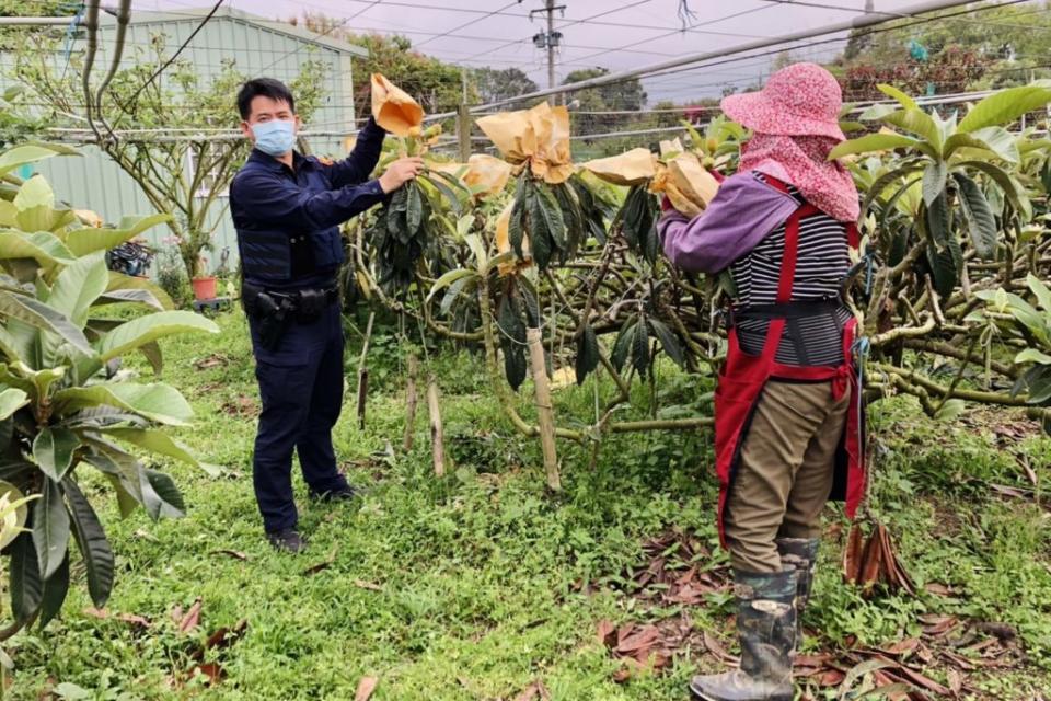 新社區高經濟作物枇杷正值產季，成為竊賊覬覦目標，警方啟動「護農專案」，向農民宣導防竊措施。（記者陳金龍攝）