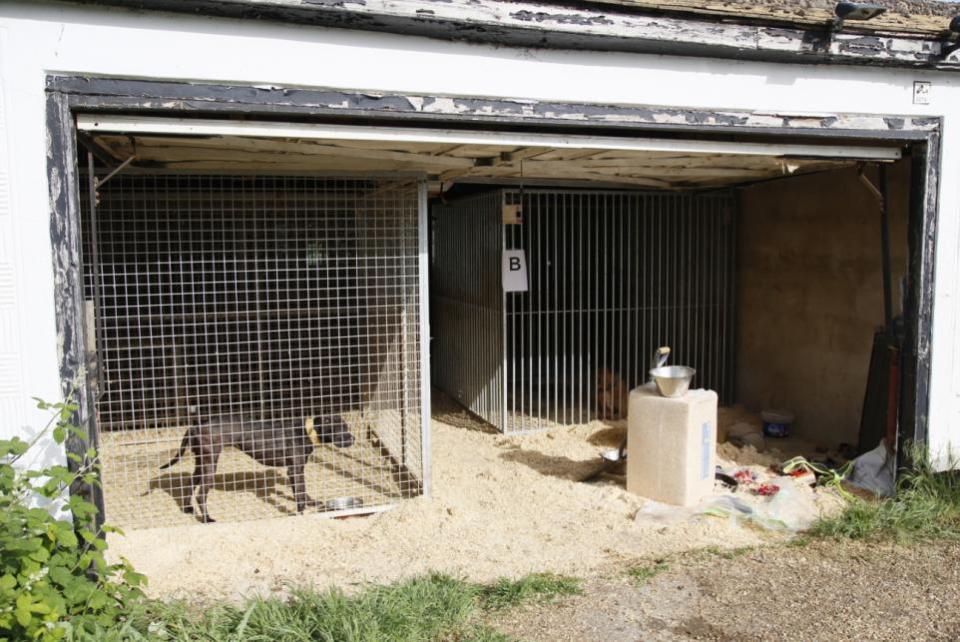 Echo: Three dogs being kept in kennels in the garden of Phillip Harris Ali's home in Chigwell, Essex