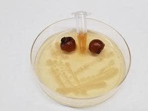 Soapberry shells pictured with a tube of soapberry extract on a plate of actively growing bacteria.