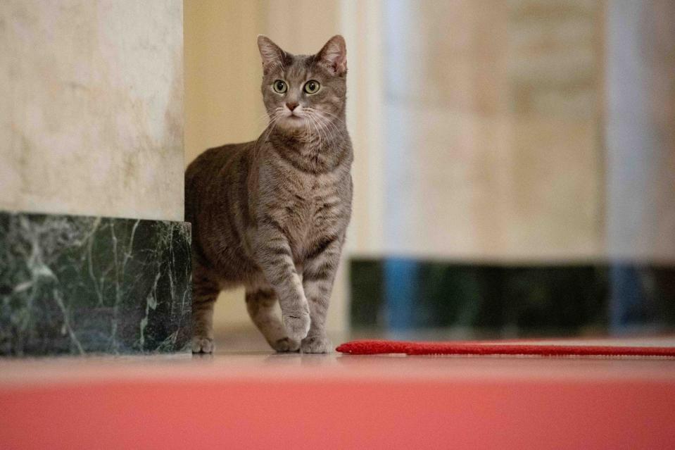 Willow, the Bidens' new tabby cat, rounds a corner at the White House.