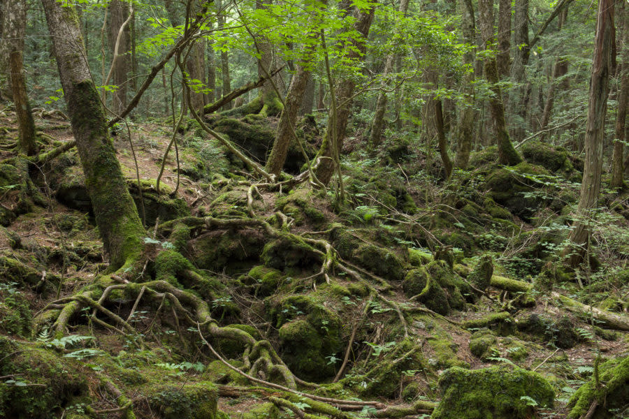 What is Japan’s “Suicide Forest”?