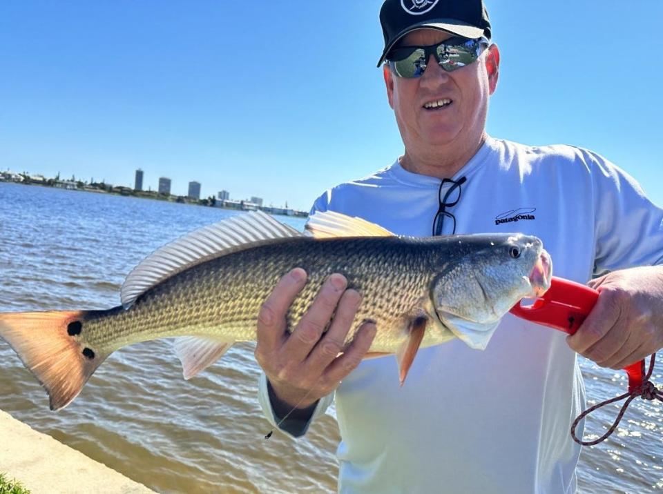 John Olsen tossed lines with his son Garrett last week and brought up this 24-inch redfish from the Halifax.  Live shrimp was the favored (and flavored) temptation.