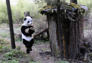 A researcher dressed in a panda costume carries a panda cub after its physical examination at the Hetaoping Research and Conservation Center for the Giant Panda in Wolong National Nature Reserve, Sichuan province December 3, 2010. The 4-month old cub, the first in the centre to be trained for reintroduction into the wild, is monitored by hidden cameras. Researchers performing physical examinations on the cub wear panda costumes to ensure that the cub's environment is devoid of human influence, according to local media. Picture taken December 3, 2010. Picture taken December 3, 2010. REUTERS/Stringer