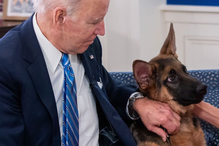 El presidente estadounidense, Joe Biden, acaricia a su perro Commander mientras habla virtualmente con miembros del servicio militar para agradecerles su servicio, desde el Auditorio del Patio Sur de la Casa Blanca en Washington, el 25 de diciembre de 2021. (Foto de SAUL LOEB / AFP)