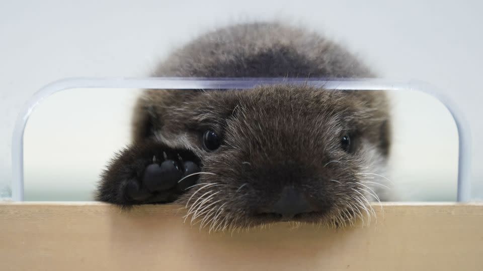 A sea otter rescued from Seldovia, Alaska, peeks out of its enclosure at Shedd Aquarium in Chicago. - Erin Hooley/AP