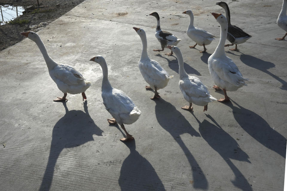 Farm geese walk across a road outside Phnom Penh, Cambodia, Monday, Feb. 12, 2024. Cambodia reports a new bird flu case, the brother of a 9-year-old who died of the virus last week. (AP Photo/Heng Sinith)