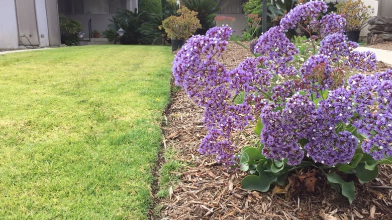 Drought-stricken Californians turfing their turf for cash