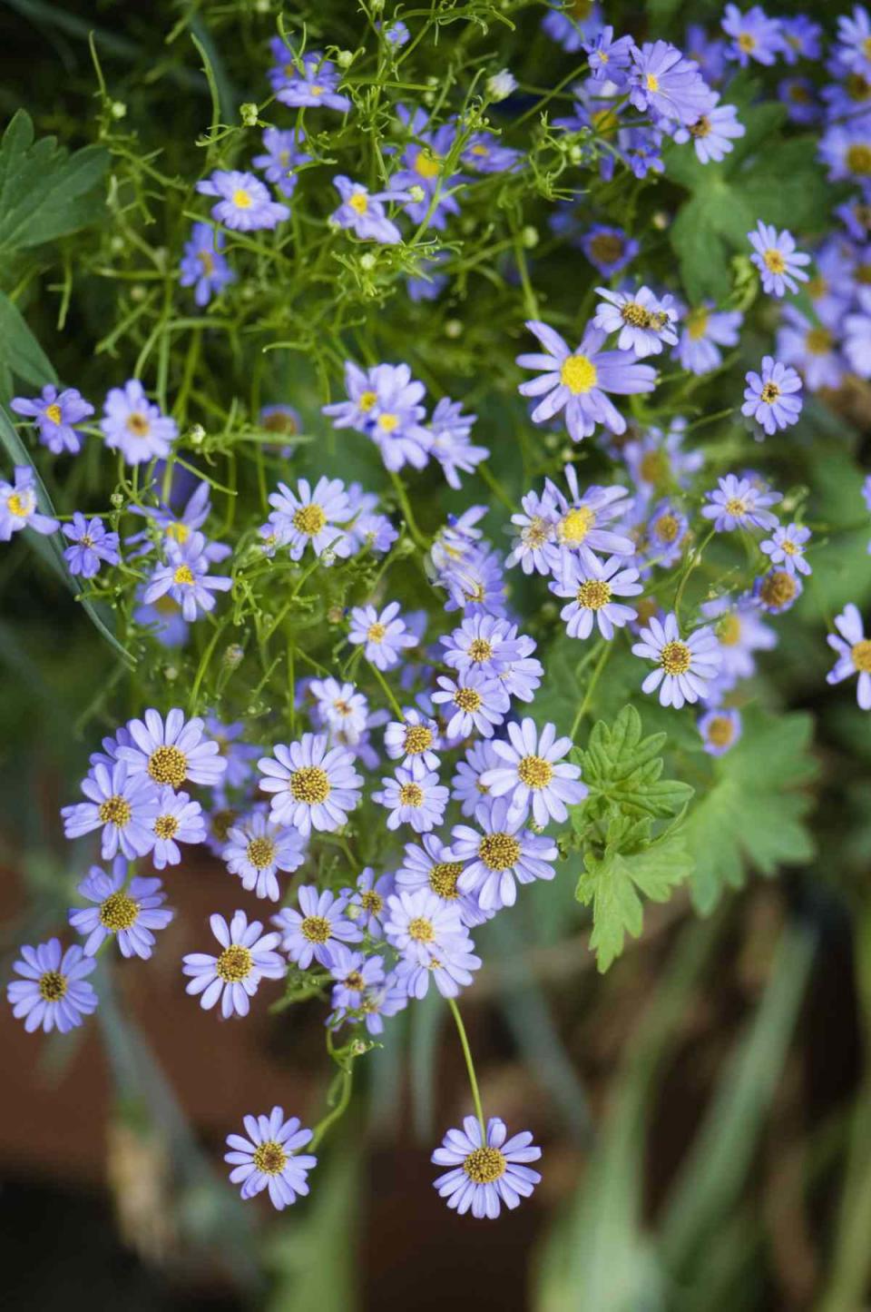 Swan River Daisies