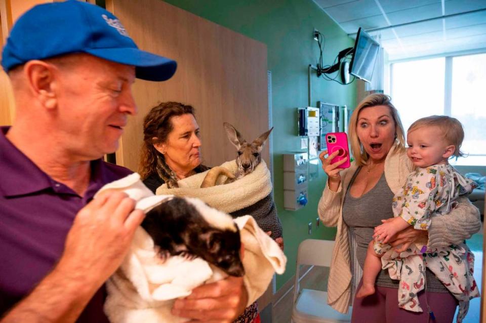 Animal rescue handlers from SeaWorld San Diego hold a skunk and a kangaroo up for Aryn Moore and her 17-month old daughter Charlee to see at Sutter Children’s Center on Wednesday, May 24, 2023. Lezlie Sterling/lsterling@sacbee.com