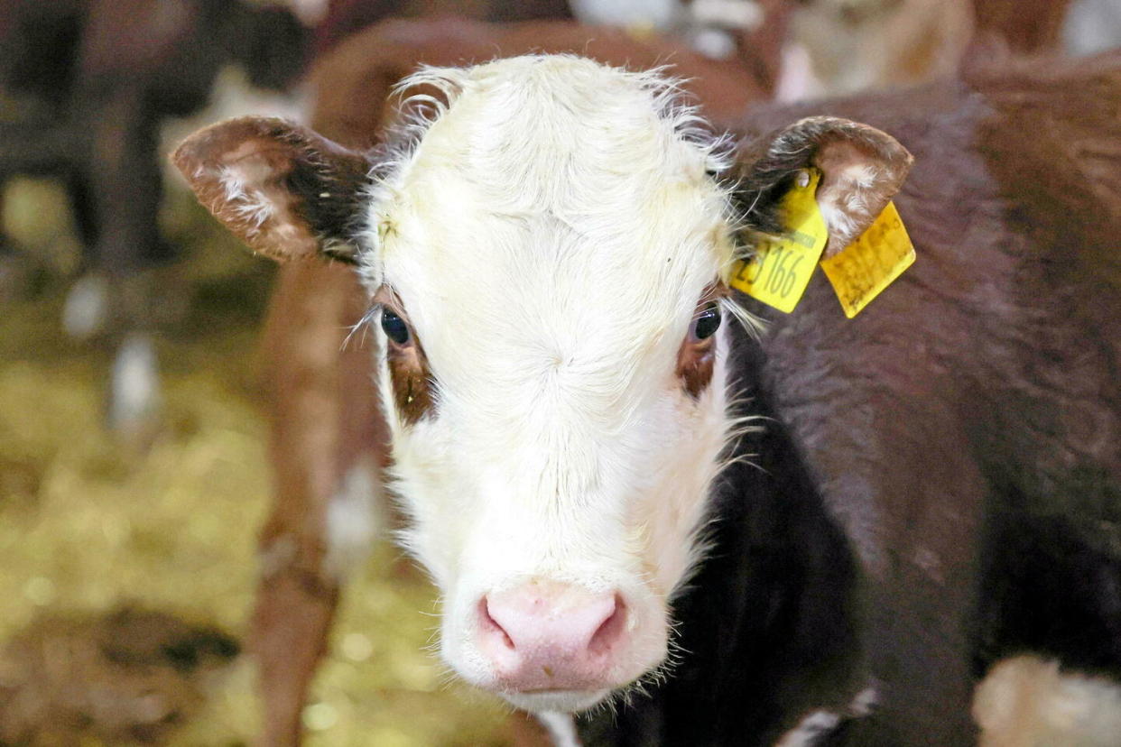 Un « cas isolé » de la maladie de la vache folle a été identifié dans une ferme de l'Ayrshire en Écosse.  - Credit:Erik Romanenko/TASS/Sipa USA/SIPA / SIPA / Erik Romanenko/TASS/Sipa USA/SIP