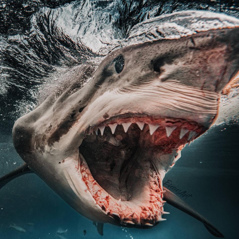 Brutus, the 1,500-pound great white shark, baring his ferocious teeth at the camera. - Euan Rannachan/mediadrumworld.com