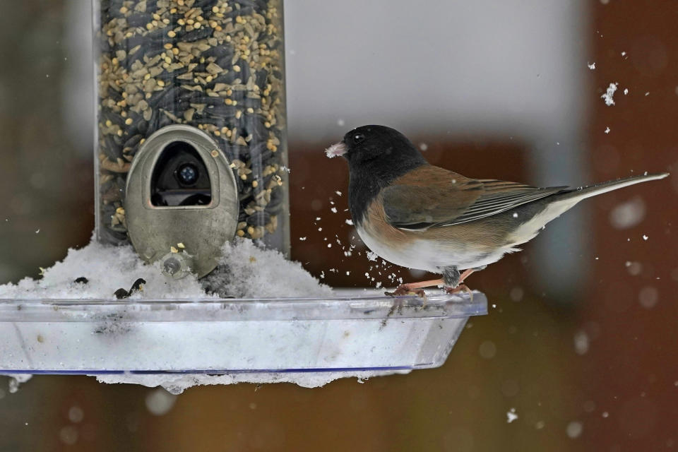 A bird picks seeds out of the snow in a feeder tray, Saturday, Feb. 13, 2021, in Olympia, Wash. Some areas of the Puget Sound area got more than a foot of snow Saturday, and winter weather is expected throughout the Seattle region through the weekend. (AP Photo/Ted S. Warren)