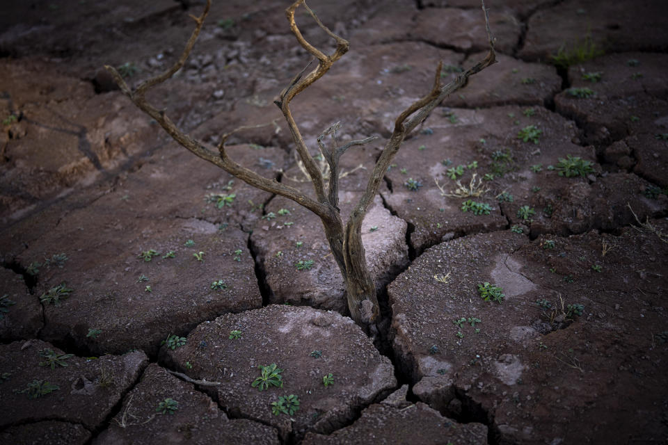 A dry tree stands from the cracks and dry soil of the Arnius-Boadella reservoir, which is only at 12 percent of its capacity, near Figueras, north of Girona, Spain, Thursday, Jan. 25, 2024. Barcelona and the surrounding area of Spain's northeast Catalonia are preparing to face tighter water restrictions amid a historic drought that has shrunk reservoirs to record lows. Catalonia has recorded below-average rainfall for 40 consecutive months. Experts say that the drought is driven by climate change and that the entire Mediterranean region is forecast to heat up at a faster rate than many other regions in the coming years. (AP Photo/Emilio Morenatti)