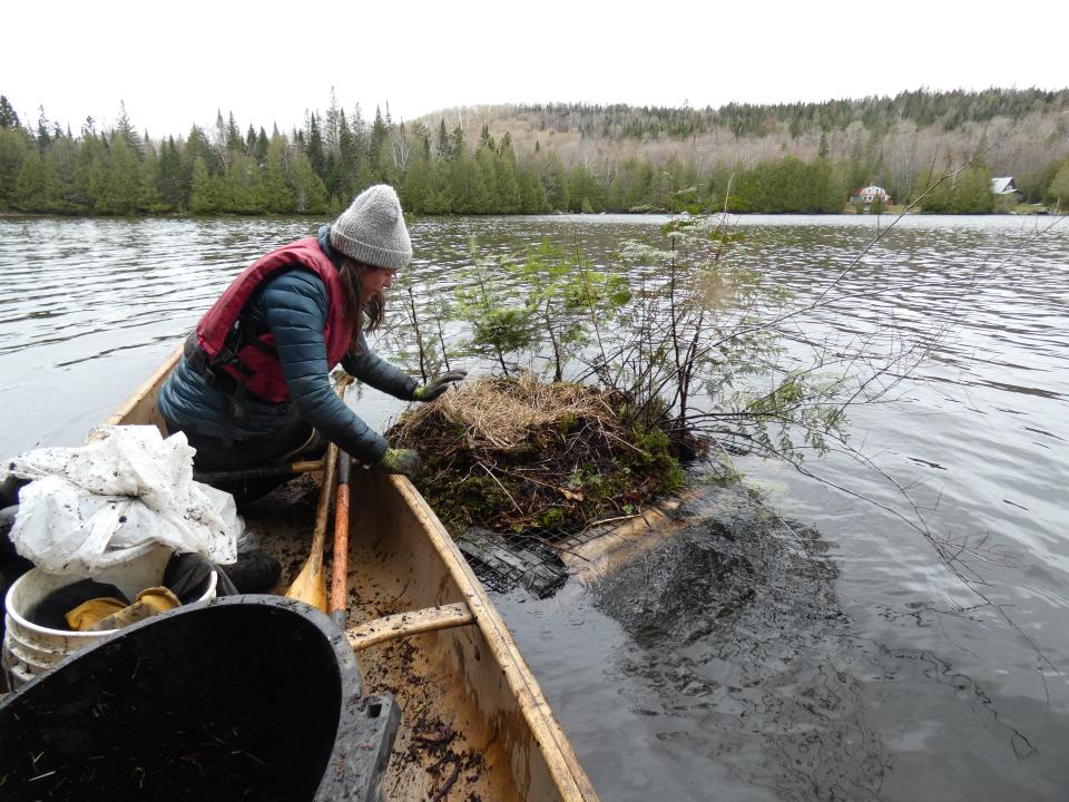 Eloise Girard, biologist with Vermont Center for Ecostudies, vegetating a nesting raft.