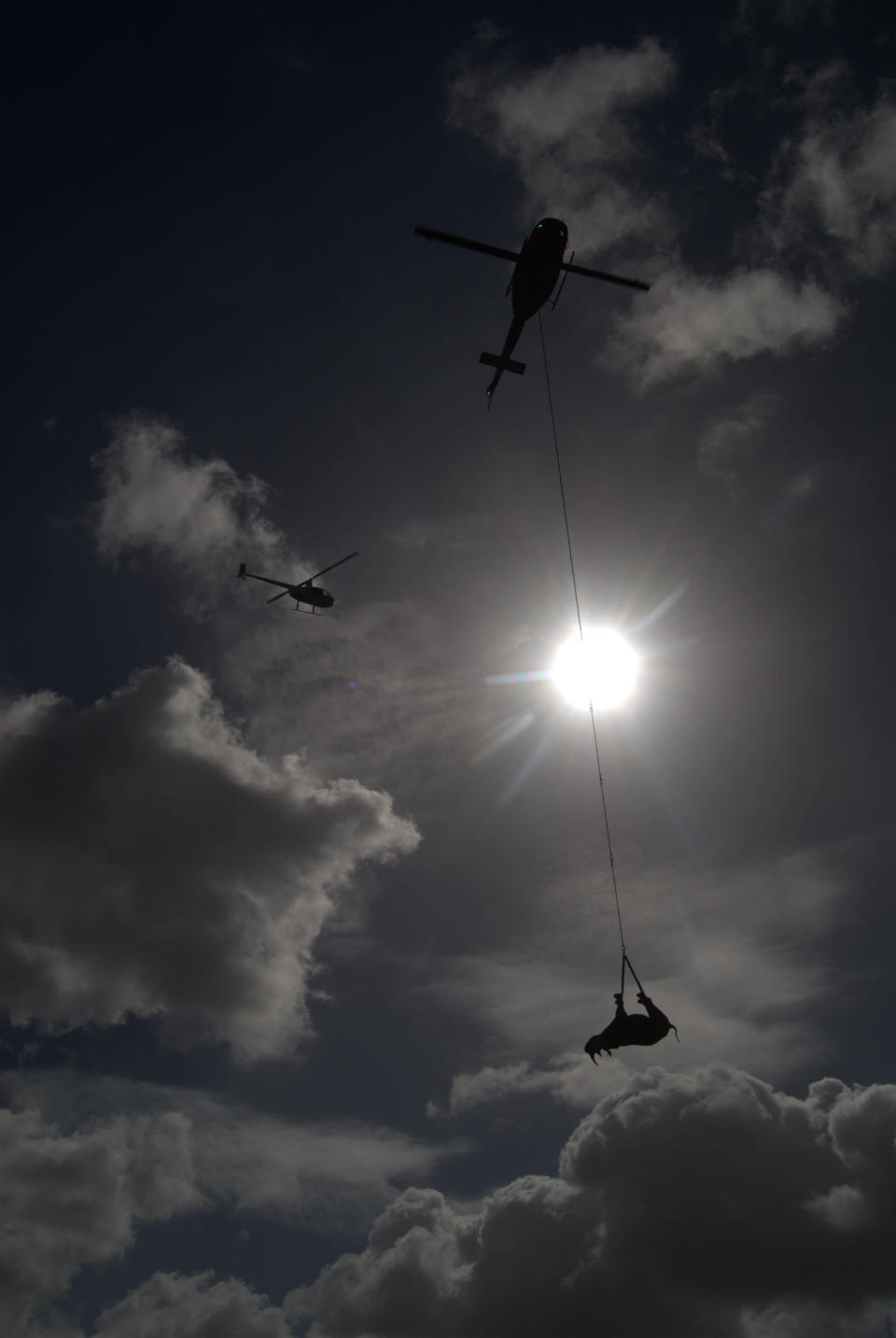 Airlifting Rhinos