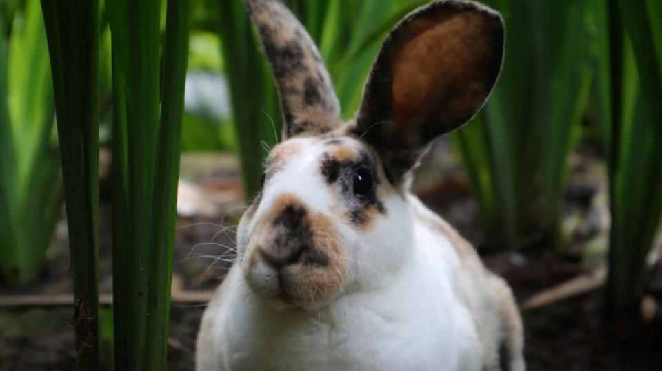 cute orange and white fuzzy tiny rabbit sitting outside facing camera