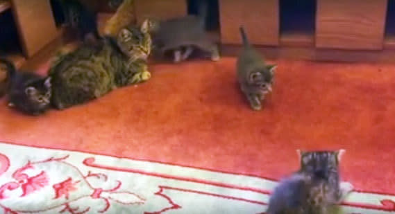 Stray kittens play in the Aziz Mahmud Hüdayi Mosque in Istanbul, Turkey in this image taken from video. [Mustafa Efe/Facebook]