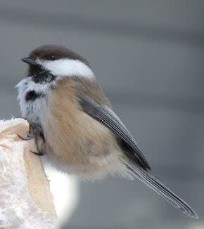 The last known sighting of a Grey-headed chickadee in Canada was either in 2008 or 2009, according to Yukon biologist and birder Syd Canning. (Government of Canada - image credit)