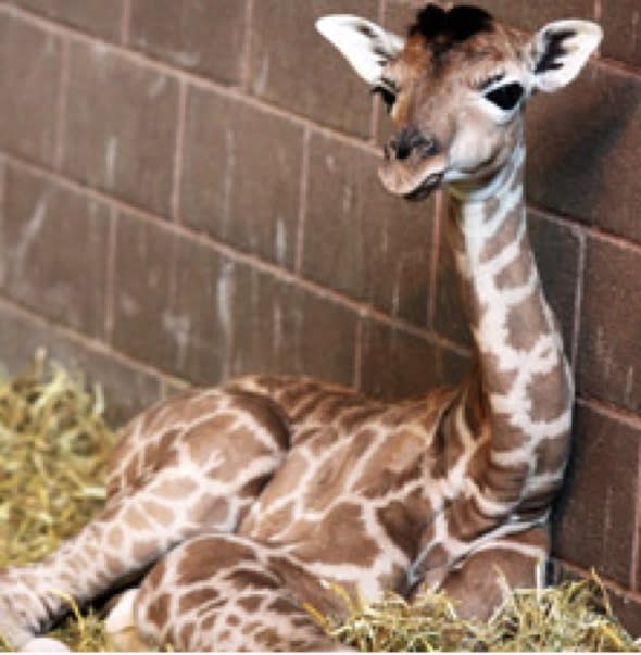 Baby giraffe born on Easter Sunday at Belfast Zoo dies