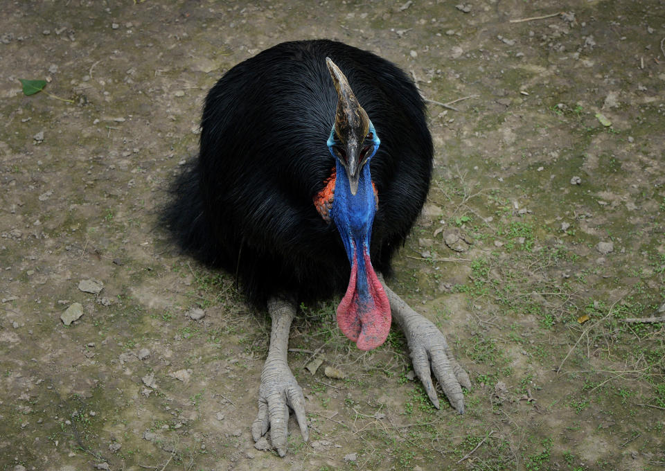A cassowary bird that is native to Australia and New Guinea rainforests is seen in its enclosure at the Beijing zoo on June 24, 2013.
